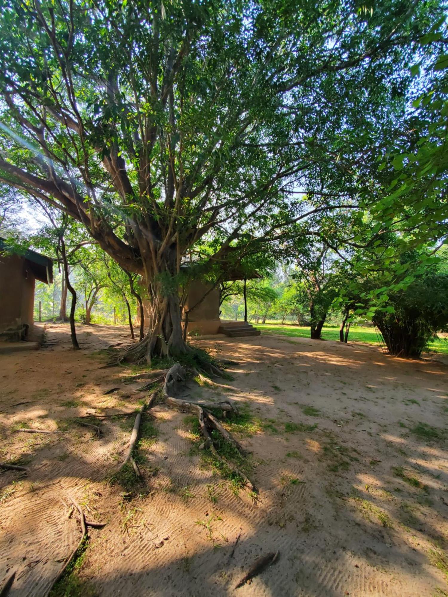 Clay Hut Village Cidade Antiga de Polonnaruva Exterior foto